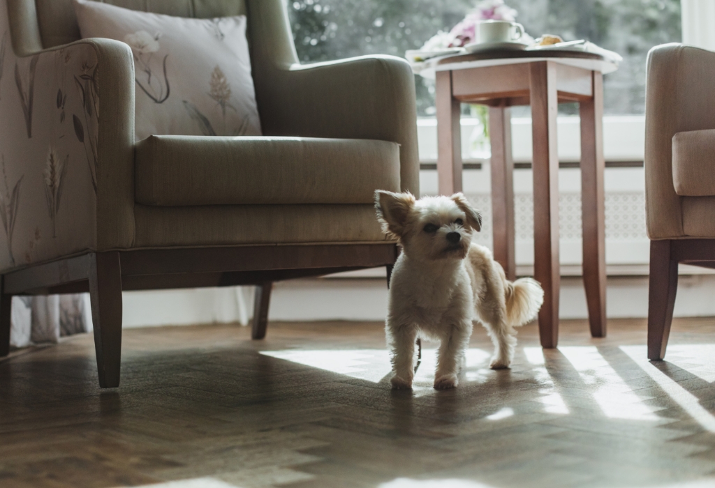 lounge_dog